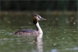<p>POTÁPKA ROHÁČ (Podiceps cristatus) /Great grested grebe – Haubentaucher/</p>